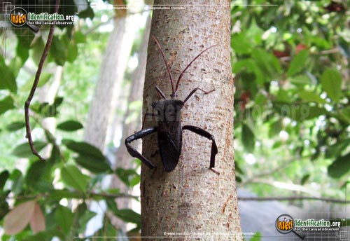 Thumbnail image #12 of the Leaf-Footed-Bug