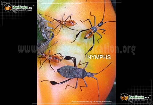Thumbnail image #3 of the Leaf-Footed-Bug