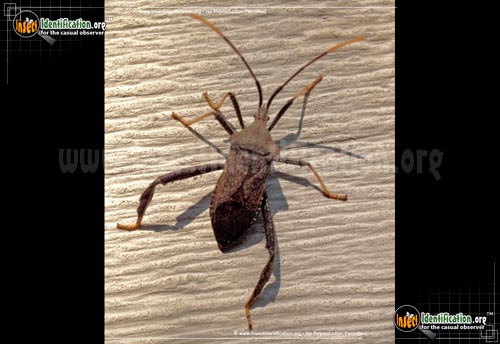 Thumbnail image #4 of the Leaf-Footed-Bug