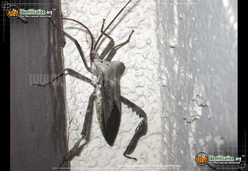 Thumbnail image of the Leaf-Footed-Bug
