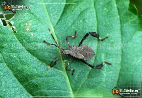 Thumbnail image #8 of the Leaf-Footed-Bug