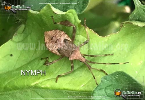 Thumbnail image #6 of the Leaf-Footed-Bug
