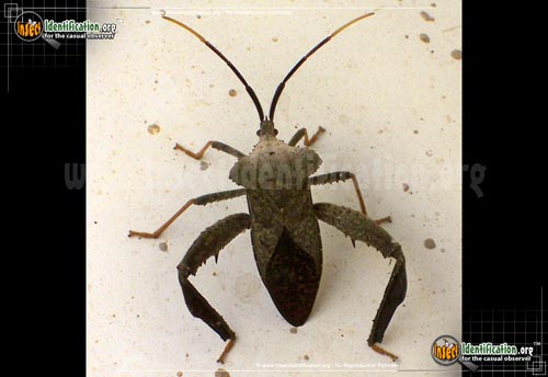 Thumbnail image of the Leaf-Footed-Bug