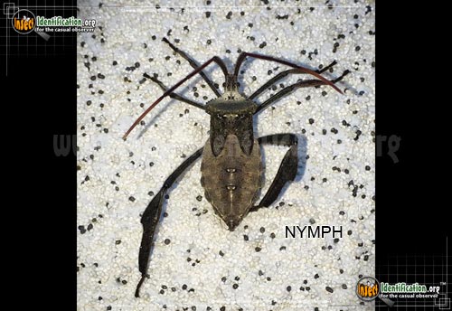 Thumbnail image #7 of the Leaf-Footed-Bug