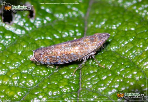 Thumbnail image of the Leafhopper-Scaphytopius-Cloanthanus
