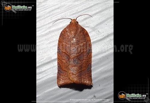 Thumbnail image of the Leafroller-Moth-Choristoneura
