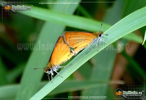 Thumbnail image of the Least-Skipper