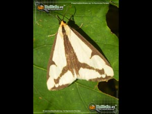 Thumbnail image #2 of the Lecontes-Haploa-Moth