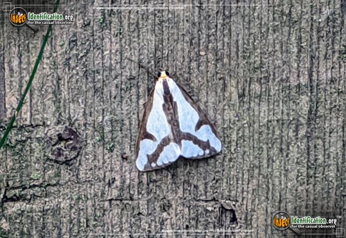 Thumbnail image #3 of the Lecontes-Haploa-Moth