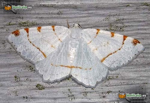 Thumbnail image of the Lesser-Maple-Spanworm-Moth