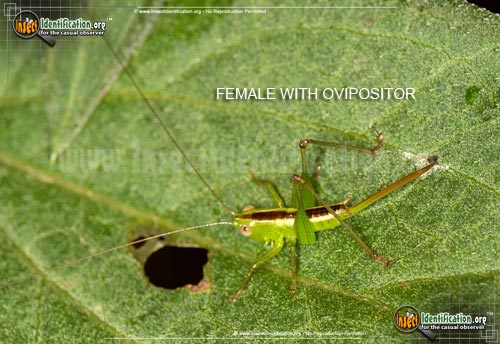 Thumbnail image of the Lesser-Meadow-Katydid
