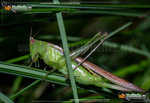Thumbnail image of the Lesser-Meadow-Katydid