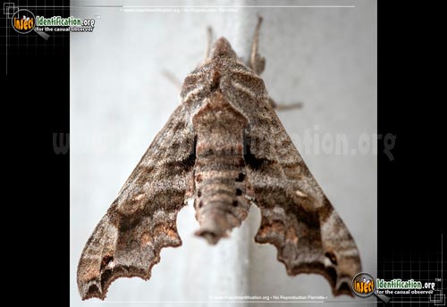 Thumbnail image of the Lettered-Sphinx-Moth
