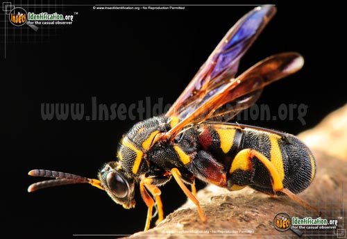 Thumbnail image #4 of the Leucospid-Wasp