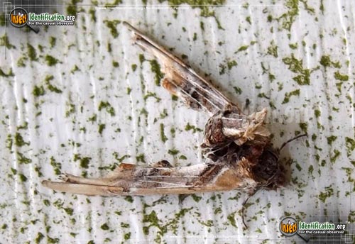 Thumbnail image of the Light-Marathyssa-Moth