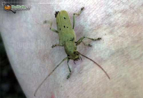 Thumbnail image #2 of the Linden-Borer-Beetle