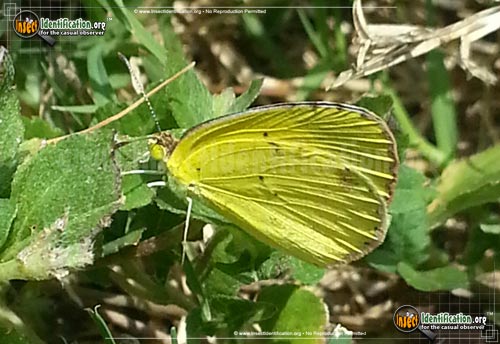 Thumbnail image #3 of the LIttle-Yellow-Sulphur-Butterfly