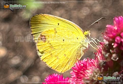 Thumbnail image of the LIttle-Yellow-Sulphur-Butterfly