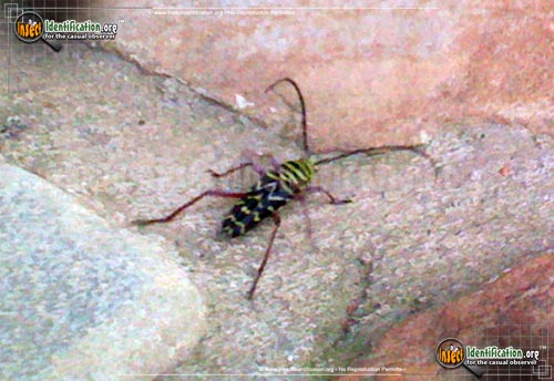 Thumbnail image #7 of the Locust-Borer-Beetle