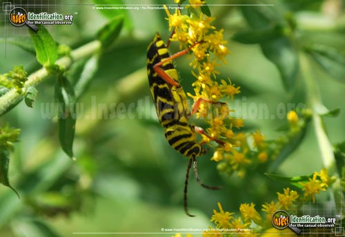 Thumbnail image #4 of the Locust-Borer-Beetle