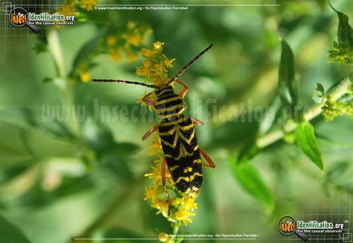Thumbnail image of the Locust-Borer-Beetle