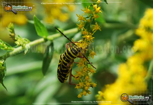 Thumbnail image #2 of the Locust-Borer-Beetle