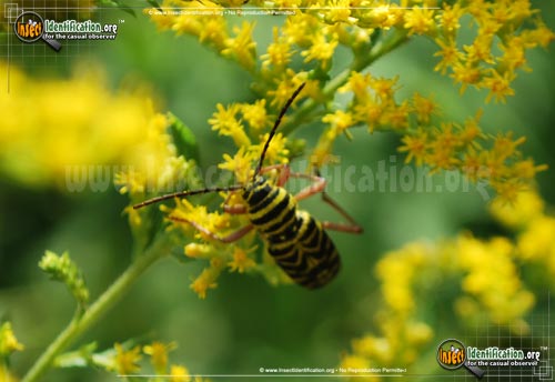 Thumbnail image #6 of the Locust-Borer-Beetle
