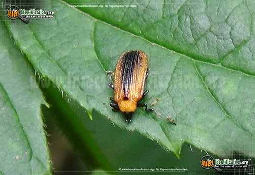 Thumbnail image of the Locust-Leaf-Miner-Beetle