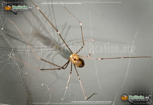 Thumbnail image of the Long-Bodied-Cellar-Spider