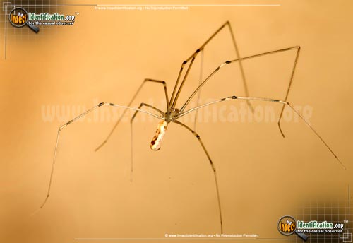 Thumbnail image #2 of the Long-Bodied-Cellar-Spider