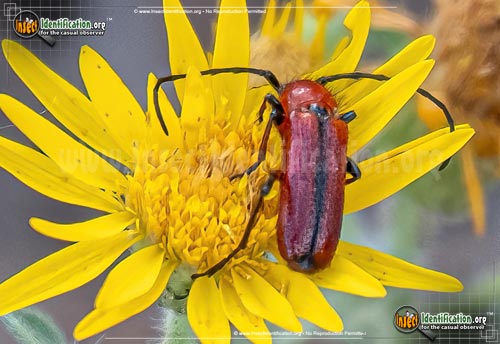 Thumbnail image of the Long-Horn-Beetle-Batyle-Suturalis