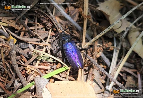 Thumbnail image of the Long-Horn-Beetle-Semanotus-amethystinus