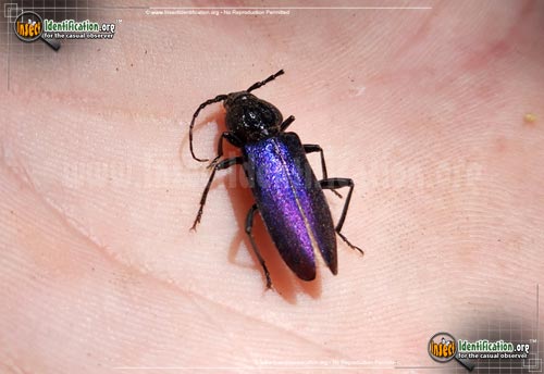 Thumbnail image #2 of the Long-Horn-Beetle-Semanotus-amethystinus