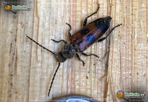 Thumbnail image of the Long-Horned-Beetle-Semanotus-amplus