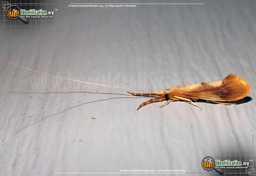 Thumbnail image of the Long-Horned-Caddisfly