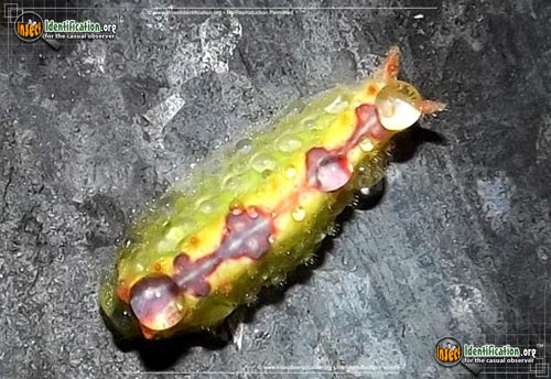 Thumbnail image of the Long-Horned-Slug-Moth