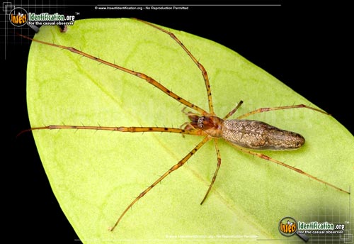 Thumbnail image #2 of the Long-jawed-Orb-Weaver