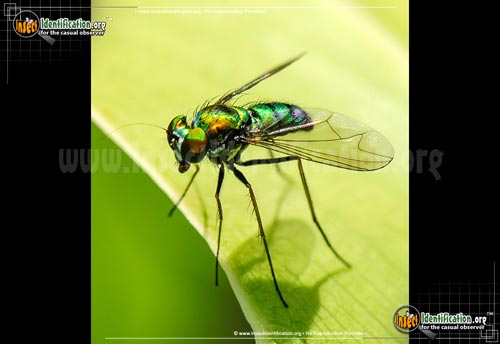 Thumbnail image #4 of the Long-legged-Fly