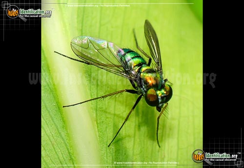 Thumbnail image #3 of the Long-legged-Fly