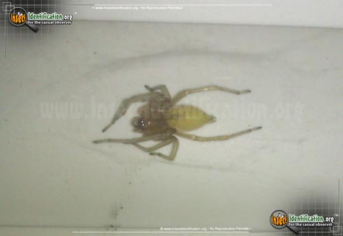 Thumbnail image #3 of the Long-legged-Sac-Spider