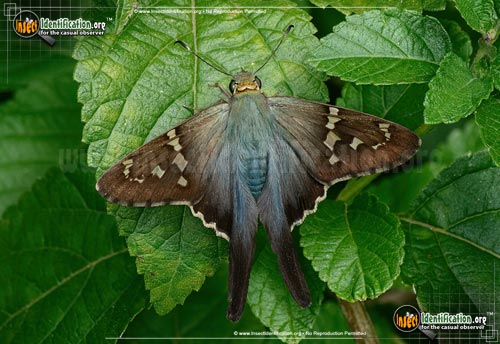 Thumbnail image of the Long-tailed-Skipper