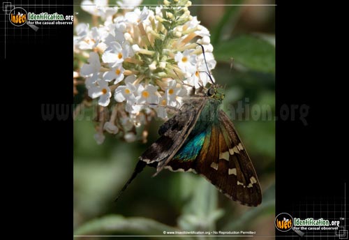 Thumbnail image #7 of the Long-tailed-Skipper