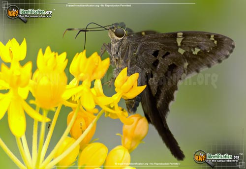 Thumbnail image #2 of the Long-tailed-Skipper