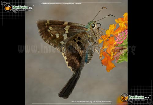 Thumbnail image #13 of the Long-tailed-Skipper