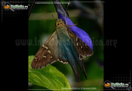 Thumbnail image #14 of the Long-tailed-Skipper