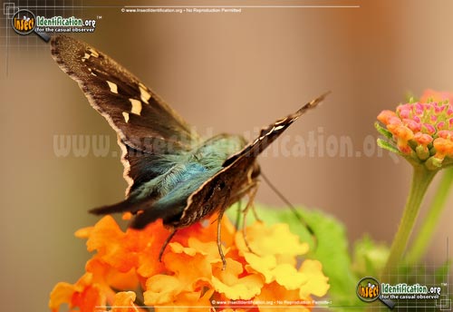 Thumbnail image #4 of the Long-tailed-Skipper