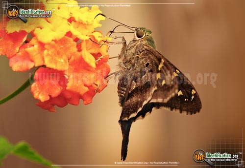 Thumbnail image #10 of the Long-tailed-Skipper