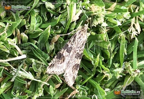 Thumbnail image of the Lucerne-Moth