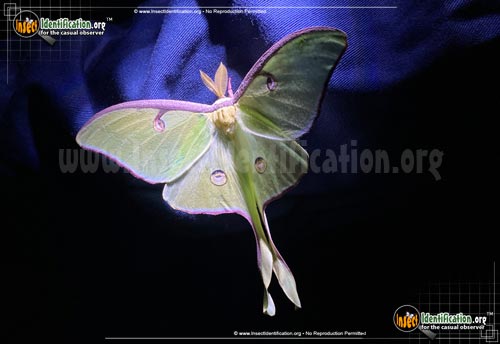 Thumbnail image #7 of the Luna-Moth