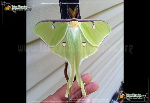 Thumbnail image #3 of the Luna-Moth